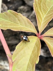 Monolepta quadriguttata