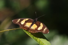 Pseudacraea lucretia