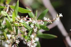 Leucopogon affinis