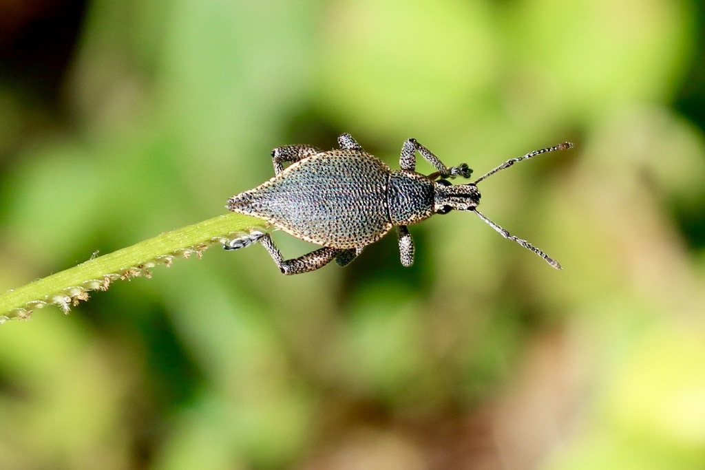 Elytrurus evansi