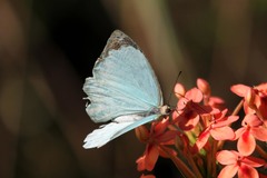 Nepheronia thalassina