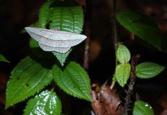 Heteralex rectilineata