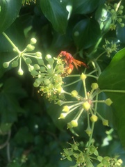 Rhynchium oculatum oculatum