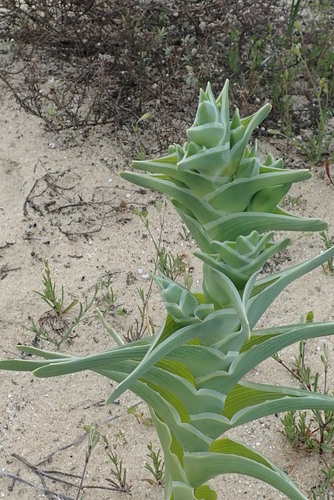 Ferraria foliosa