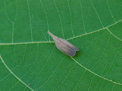Pyrilla perpusilla