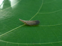 Pyrilla perpusilla