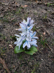 Scilla mischtschenkoana