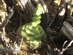 Crassula hemisphaerica