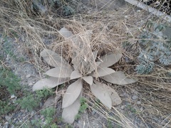 Verbascum songaricum