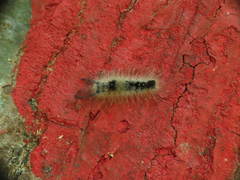 Dasychira obliquata