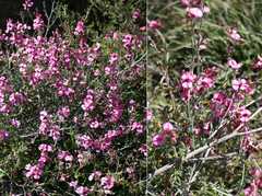 Indigofera meyeriana