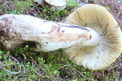 Russula ochroleucoides