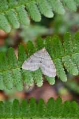 Operophtera fagata