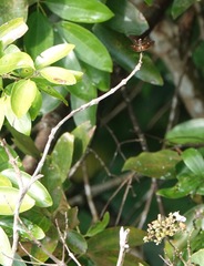 Rhyothemis obsolescens