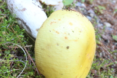 Russula ochroleucoides