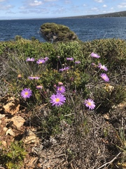 Olearia ciliata