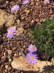 Olearia ciliata