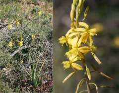 Bulbine cepacea