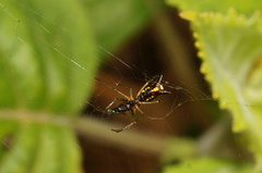 Micrathena funebris