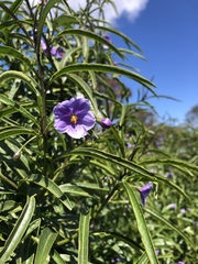 Solanum simile