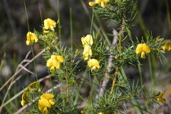 Gompholobium grandiflorum