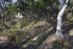 Gompholobium grandiflorum