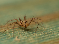 Oxyopes elegans