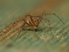 Oxyopes elegans