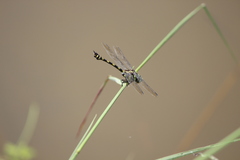 Ictinogomphus decoratus
