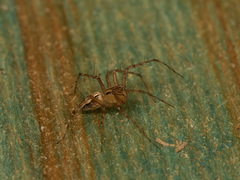Oxyopes elegans