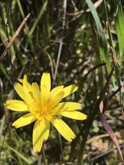 Microseris walteri