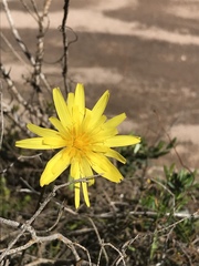 Microseris walteri