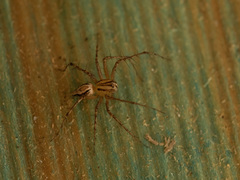 Oxyopes elegans
