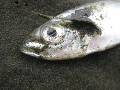 Trachurus