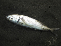 Trachurus