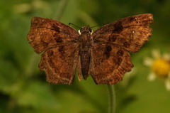 Antigonus funebris