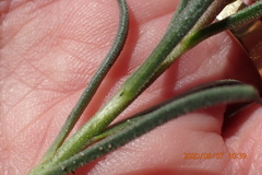 Dimorphotheca montana