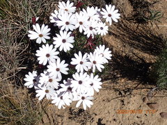 Dimorphotheca montana