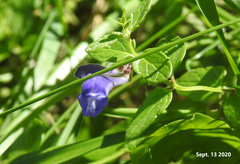 Scutellaria strigillosa