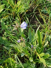 Cichorium intybus