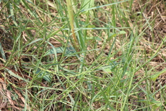 Takydromus sexlineatus