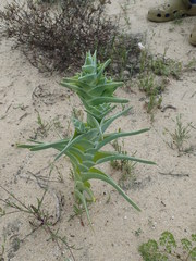 Ferraria foliosa