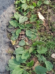 Plantago major