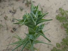 Ferraria foliosa