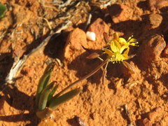 Bulbine succulenta