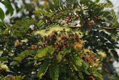 Albizia adianthifolia image
