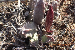 Huernia