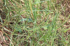 Takydromus sexlineatus
