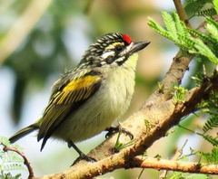 Pogoniulus pusillus