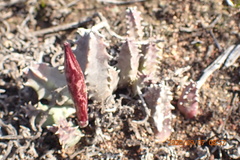 Huernia